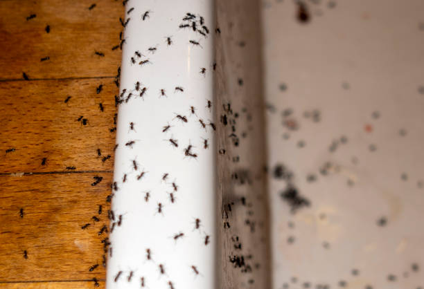Best Commercial Pest Control Services  in Reidsville, GA