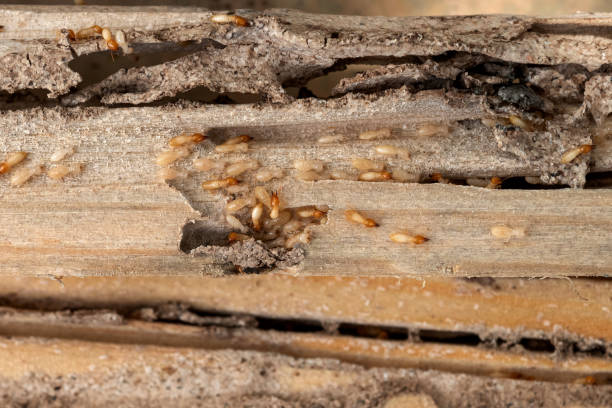Best Residential Pest Control  in Reidsville, GA