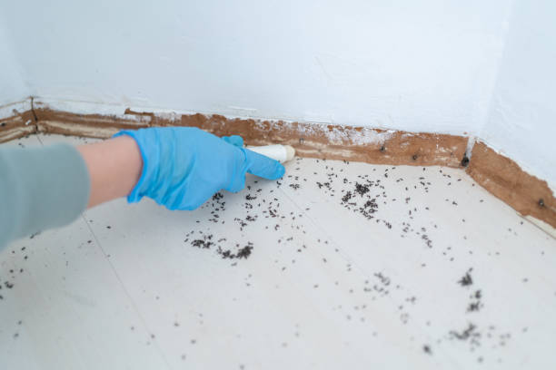 Best Rat Extermination Near Me  in Reidsville, GA
